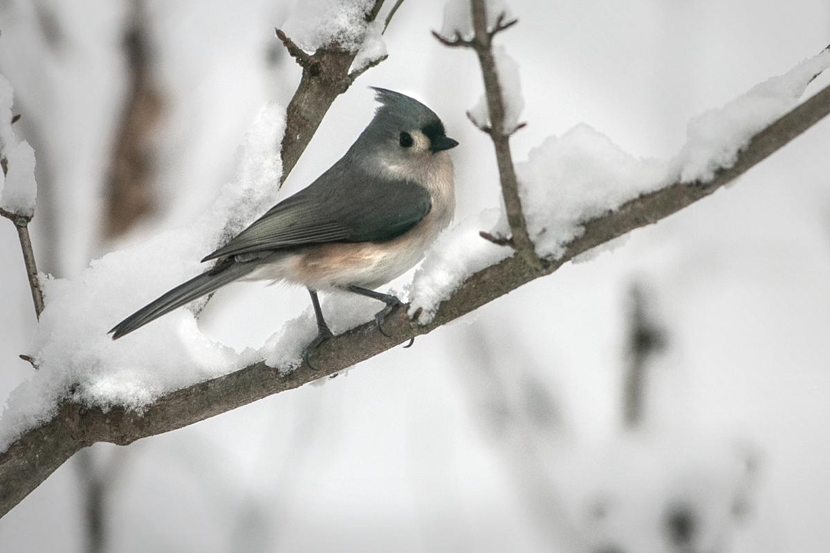 tufted_titmouse_5036