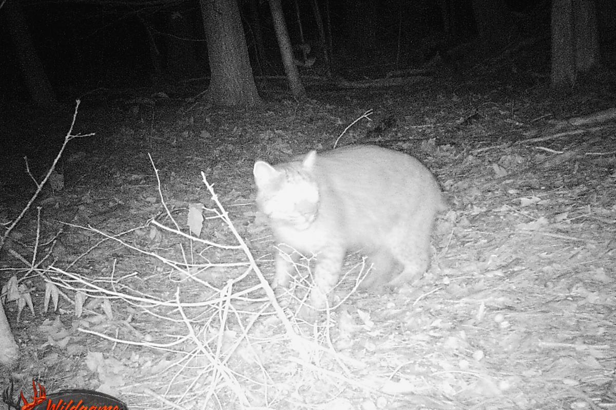 Bobcat at Miriam Hunt